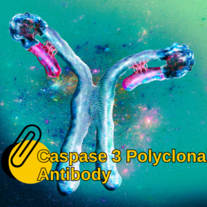 Caspase 3 Polyclonal Antibody
